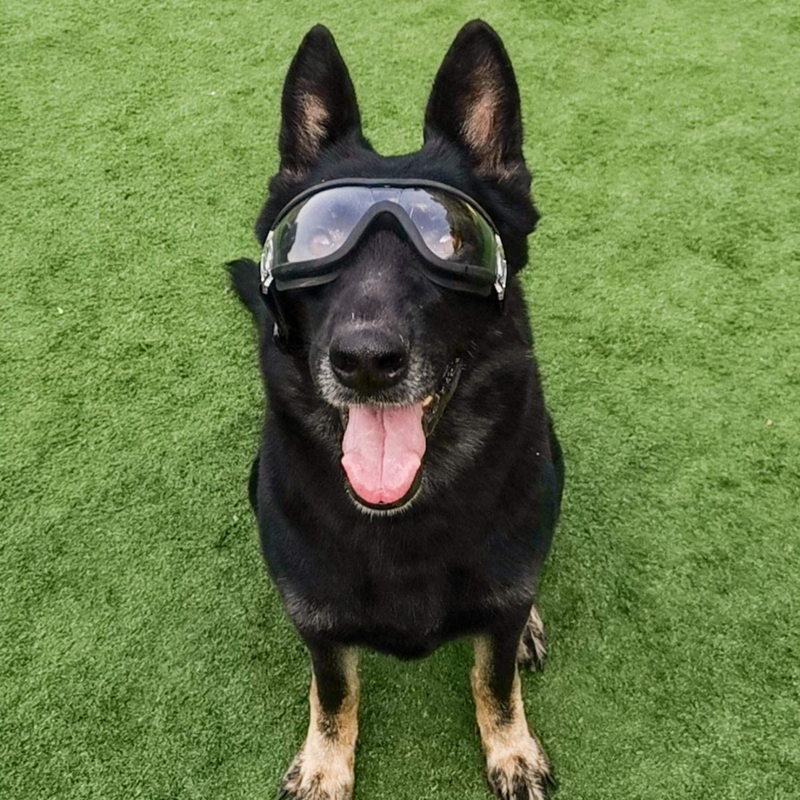 Óculos para Cachorros - Dog Goggles